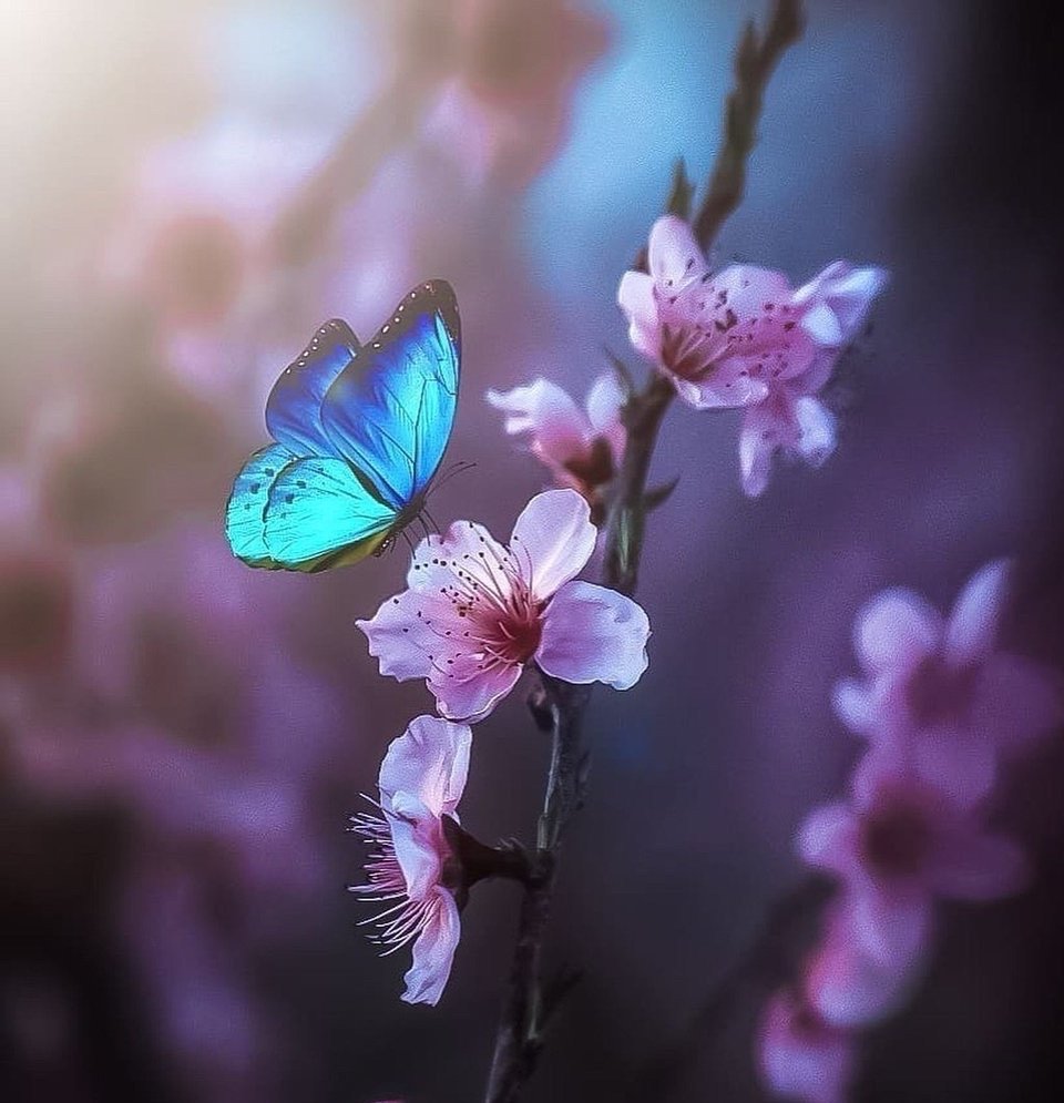 https://versionx.bronwynrusso.com/wp-content/uploads/2024/04/pink-blossoms-beautiful-blue-butterfly-Favim.com-7053347.jpg